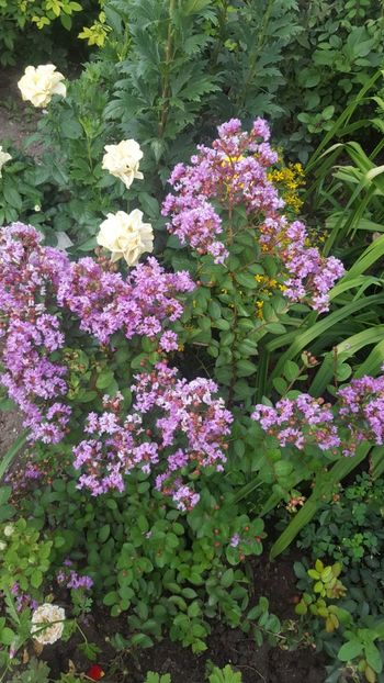  - Lagerstroemia indica 2018
