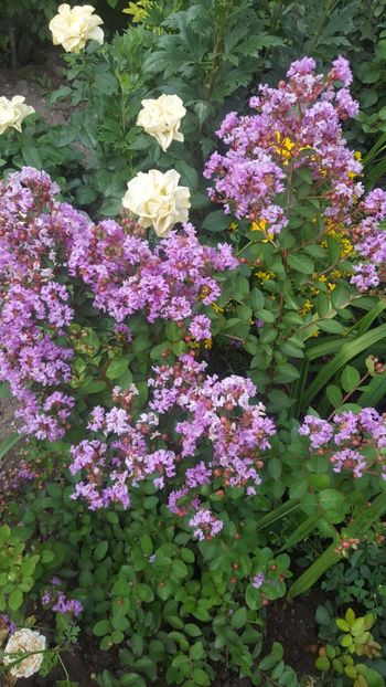  - Lagerstroemia indica 2018