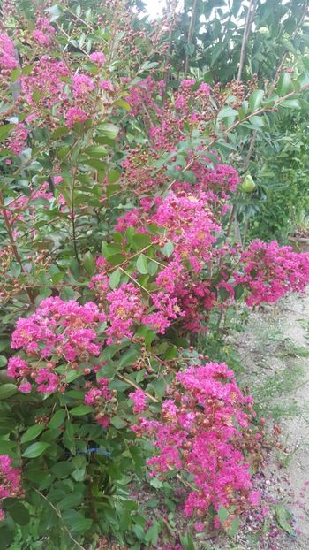  - Lagerstroemia indica 2018