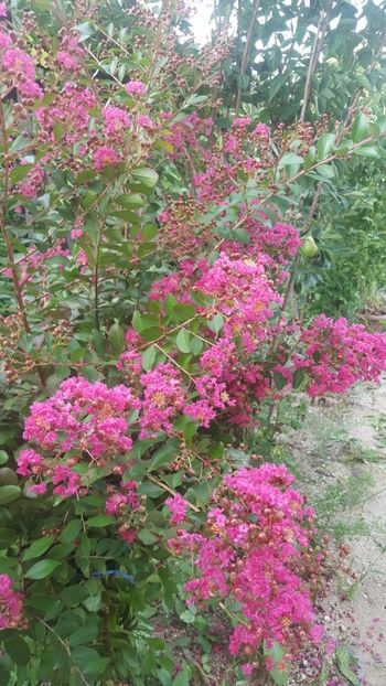  - Lagerstroemia indica 2018