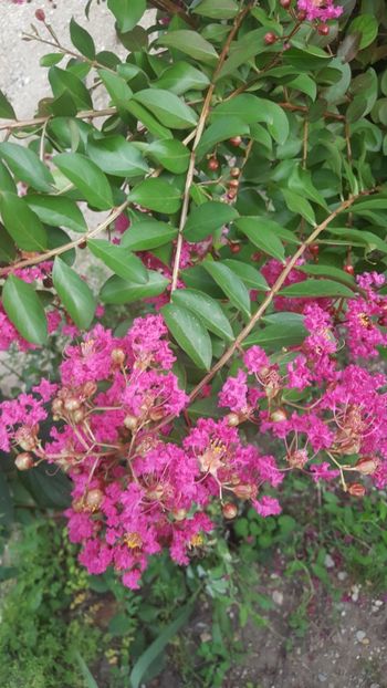 - Lagerstroemia indica 2018