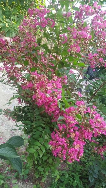  - Lagerstroemia indica 2018