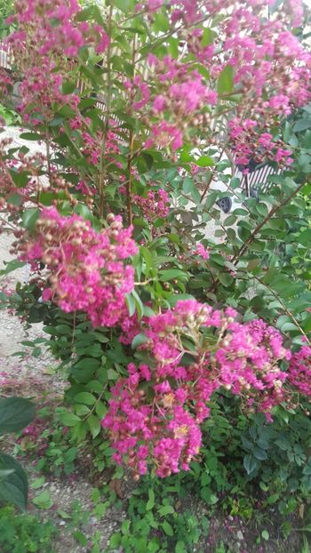  - Lagerstroemia indica 2018