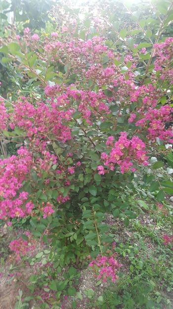  - Lagerstroemia indica 2018