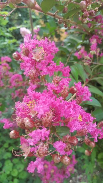  - Lagerstroemia indica 2018