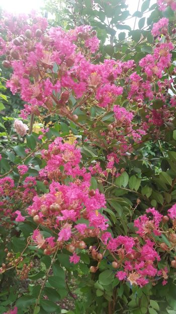  - Lagerstroemia indica 2018