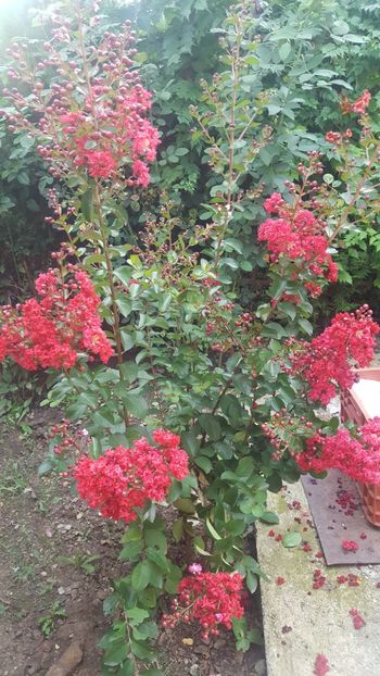  - Lagerstroemia indica 2018