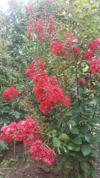  - Lagerstroemia indica 2018
