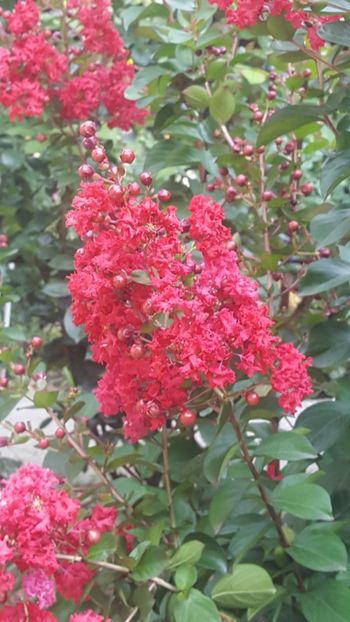  - Lagerstroemia indica 2018