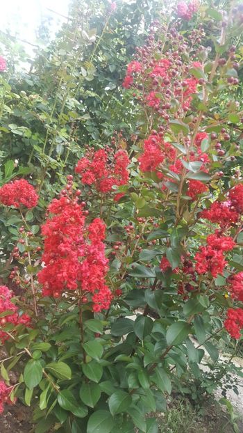  - Lagerstroemia indica 2018