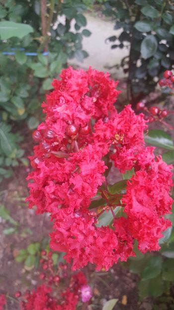  - Lagerstroemia indica 2018