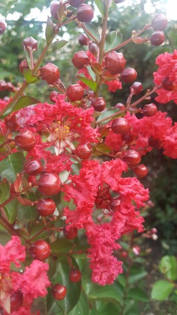  - Lagerstroemia indica 2018