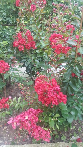  - Lagerstroemia indica 2018