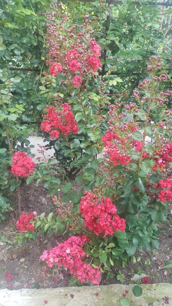  - Lagerstroemia indica 2018