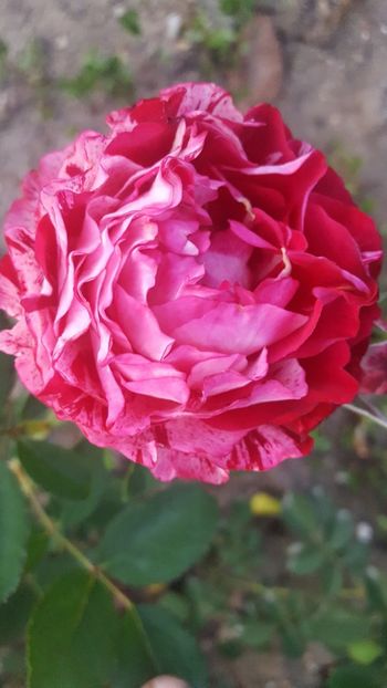 Belle de segosa - Trandafiri 2018