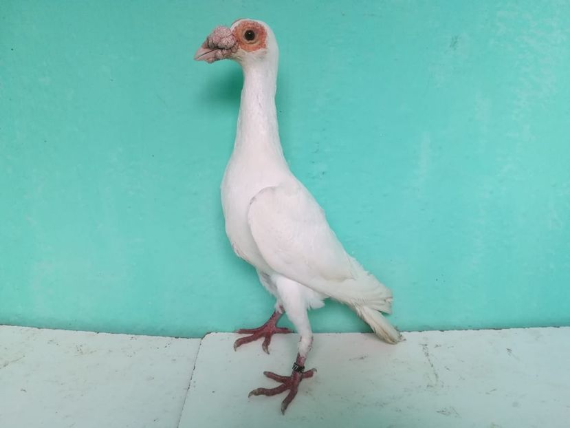 1-0 (2016) - Porumbei Carieri