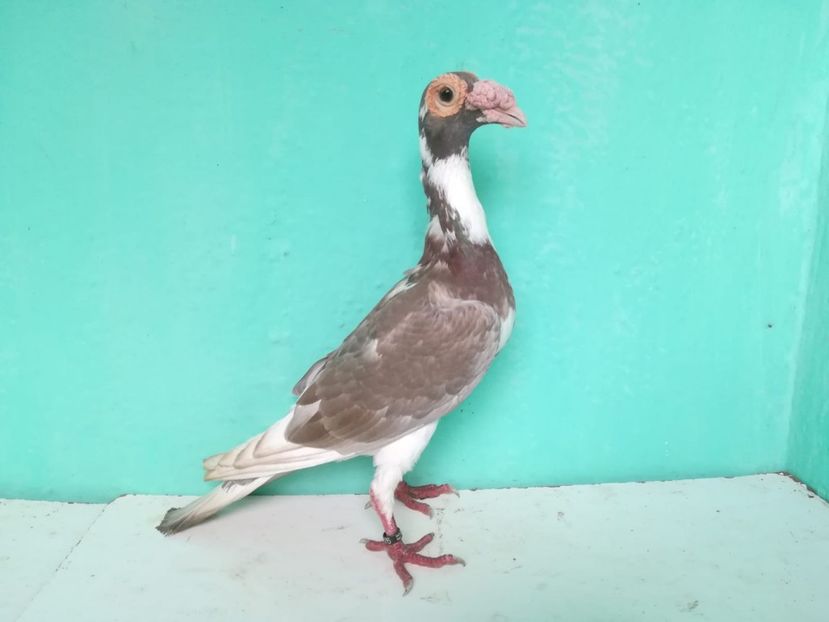 0-1 (2016) - Porumbei Carieri