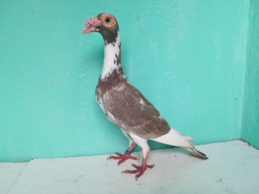 0-1 (2016) - Porumbei Carieri