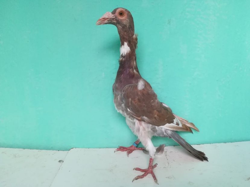 IMG-20180724-WA0066 - Pui 2018 - Carieri