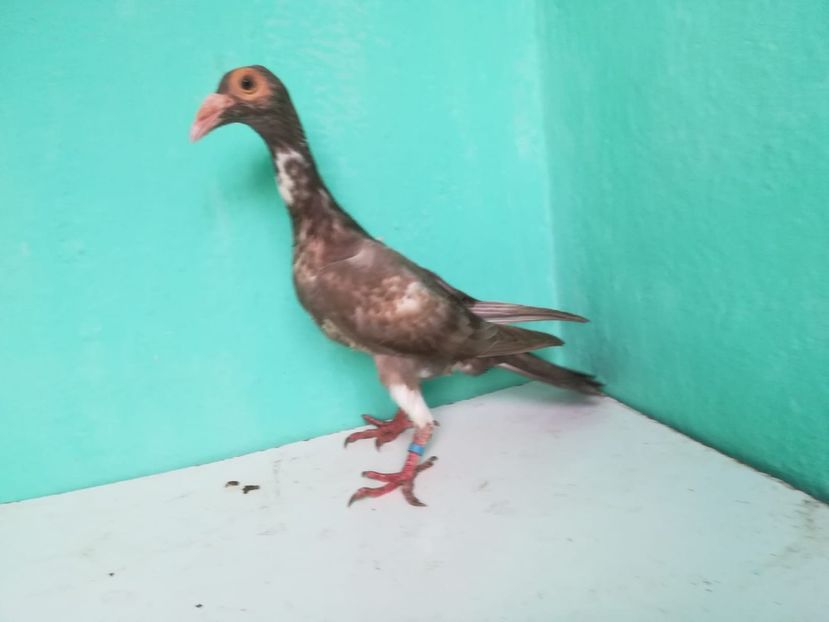 IMG-20180724-WA0135 - Pui 2018 - Carieri