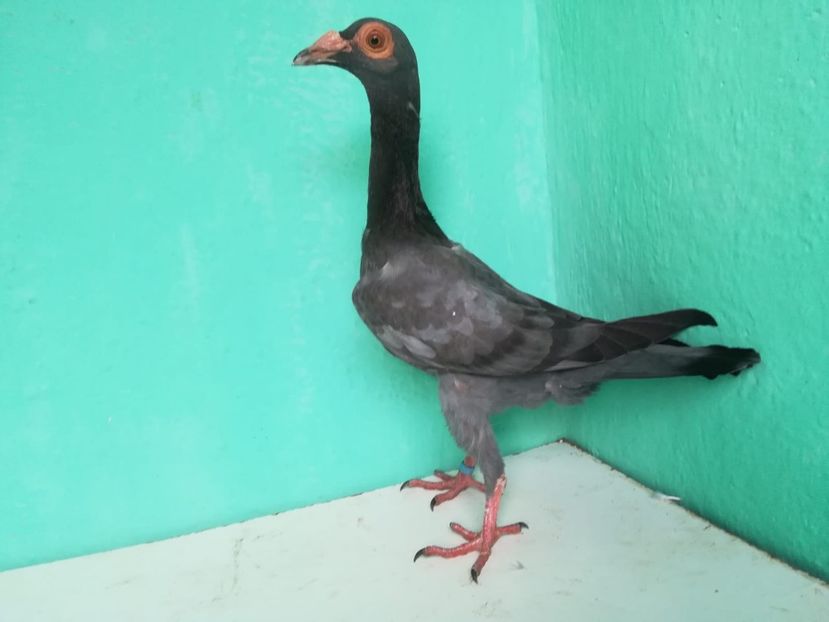 IMG-20180724-WA0157 - Pui 2018 - Carieri