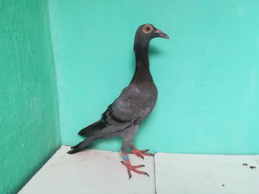 IMG-20180724-WA0112 - Pui 2018 - Carieri