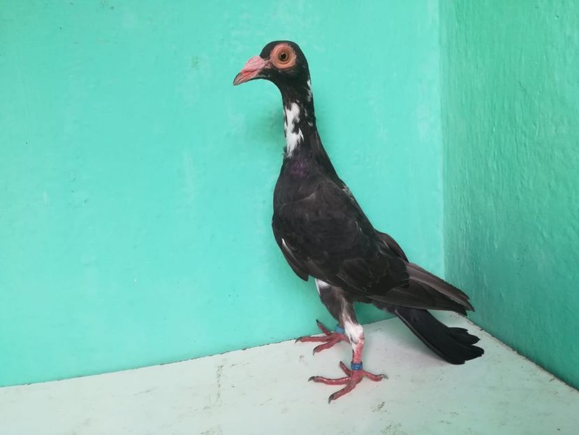 IMG-20180724-WA0124 - Pui 2018 - Carieri