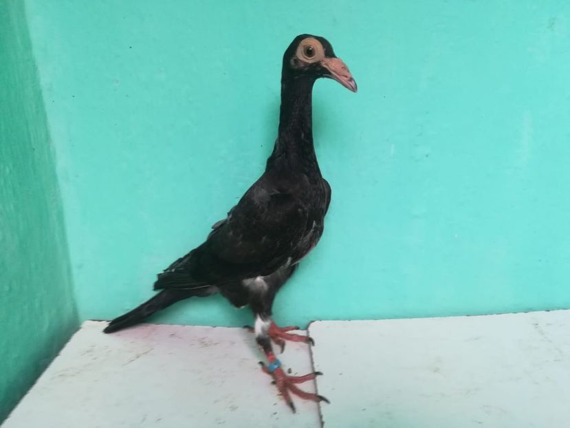 IMG-20180724-WA0164 - Pui 2018 - Carieri