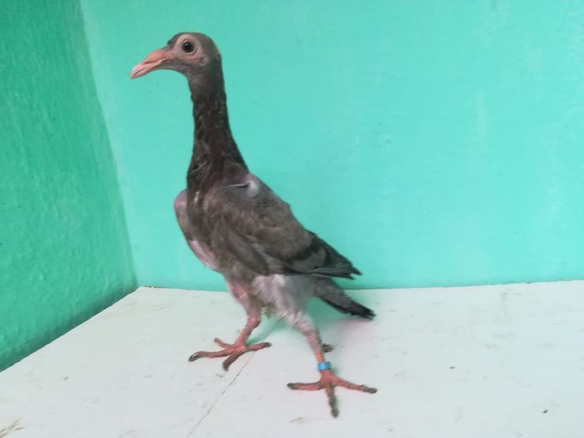 IMG-20180724-WA0195 - Pui 2018 - Carieri