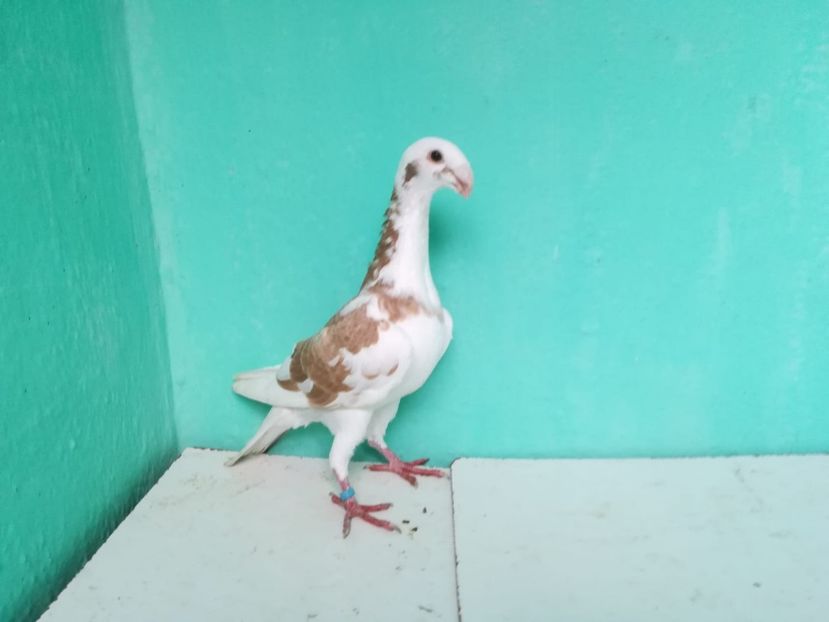 IMG-20180724-WA0183 - Pui 2018 - Voiajor German