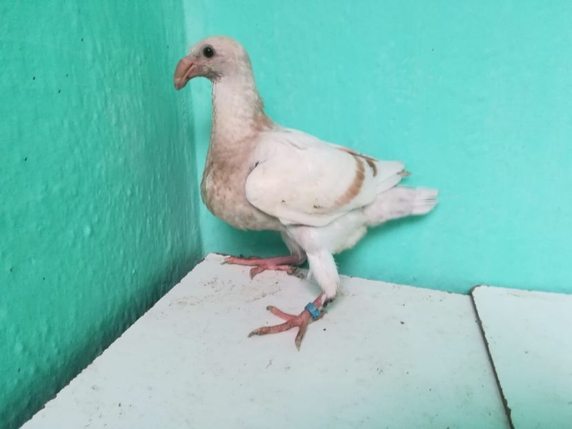 IMG-20180724-WA0185 - Pui 2018 - Voiajor German