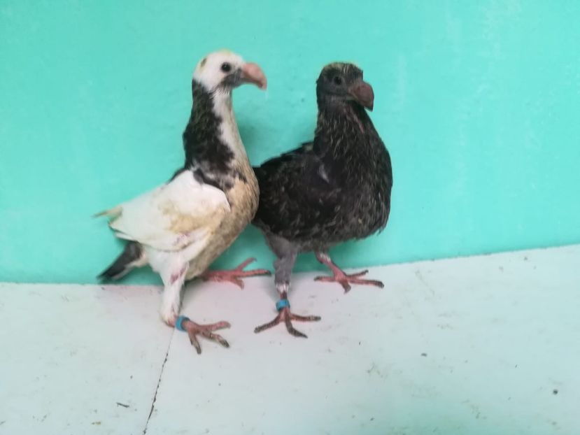 IMG-20180724-WA0018 - Pui 2018 - Voiajor German