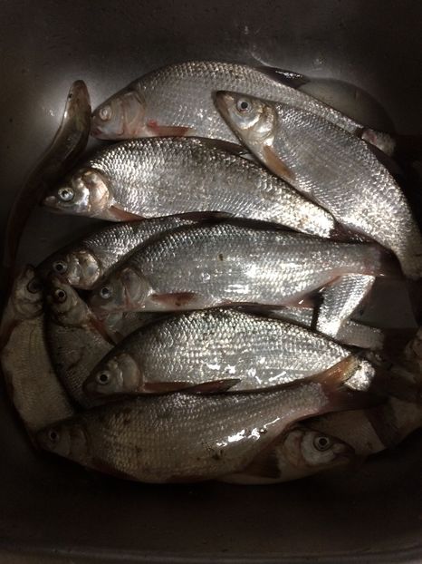 24-07-2018 Vadu Rosca - 11-Alt hobby