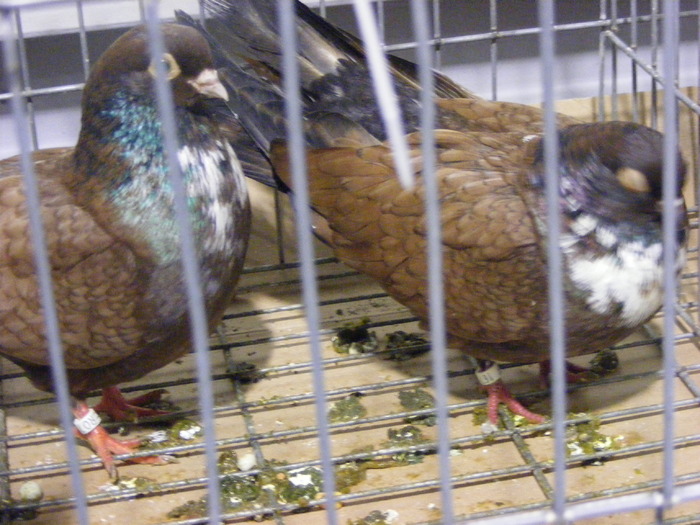 DSCF7465 - expozitzia de pasari galatzi 20-02-20010