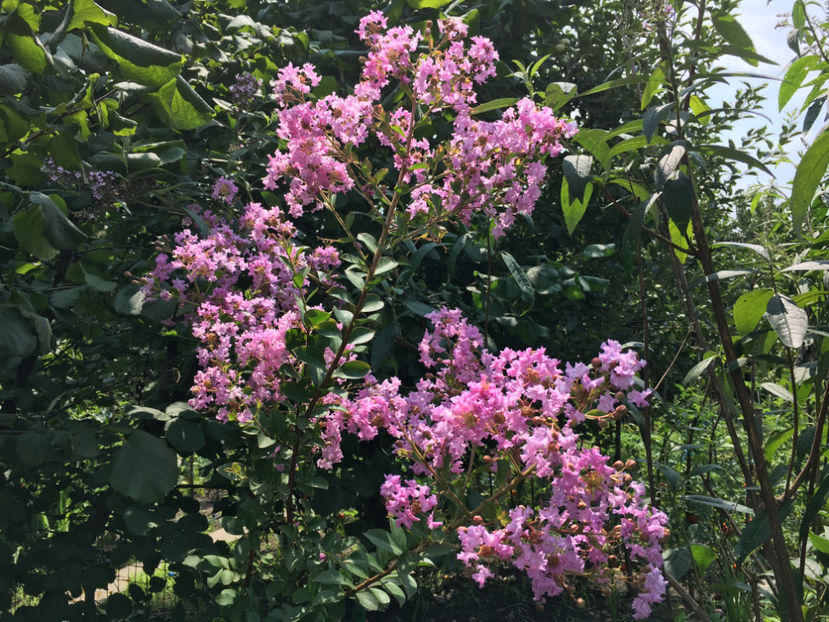  - Lagerstroemia indica 2018