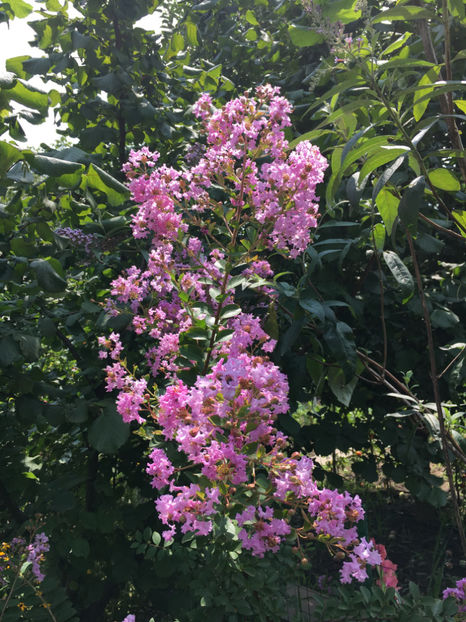  - Lagerstroemia indica 2018