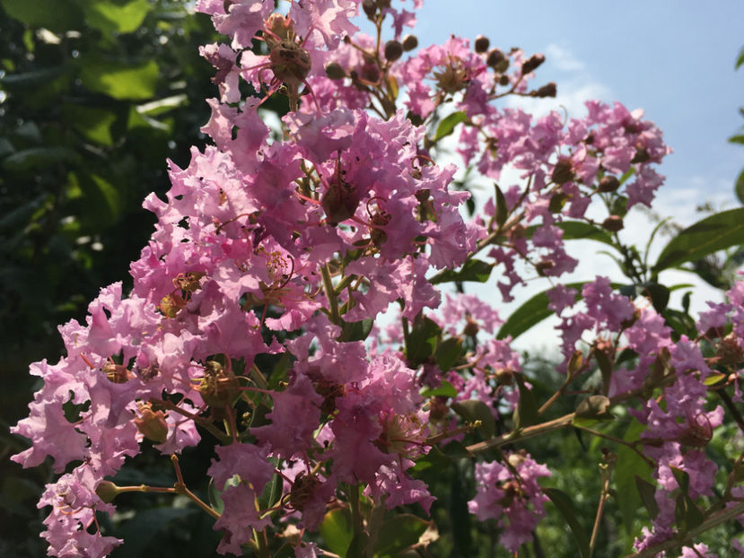  - Lagerstroemia indica 2018