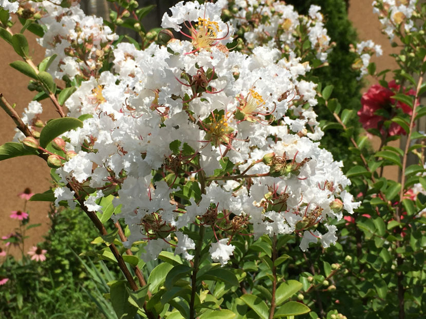  - Lagerstroemia indica 2018