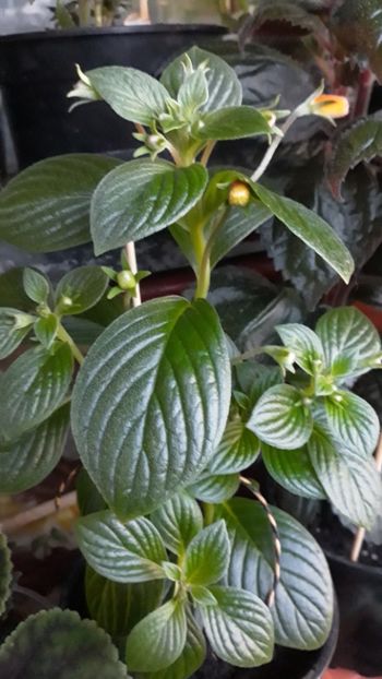  - 001 2018 - Seemania Evita