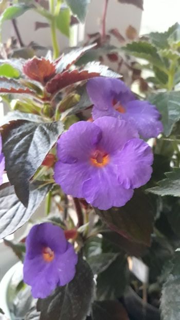 2018 - 0001 2022 - The Lone Star