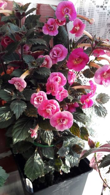 Serge Fantasy - 09 Achimenes 2018