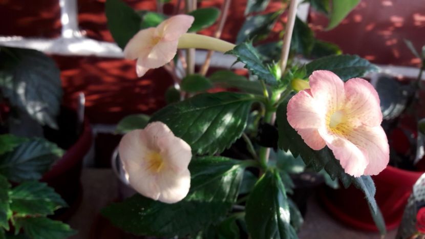 Icy Melon - 09 Achimenes 2018