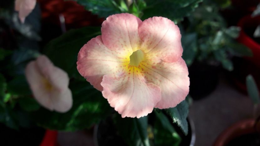  - 09 Achimenes 2018