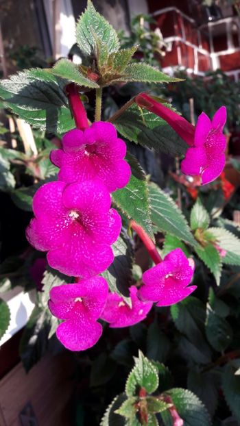 Jenifer - 09 Achimenes 2018