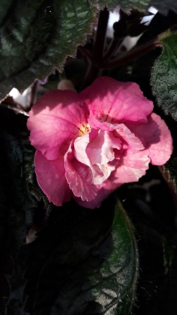 Star Tracker - 09 Achimenes 2018