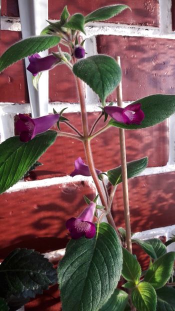 Ohios Never Say Never - 09 Achimenes 2018