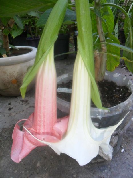  - brugmansii 2018 1