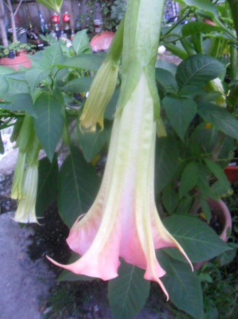  - brugmansii 2018 1