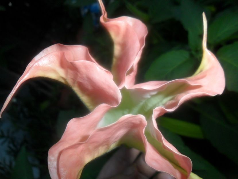  - brugmansii 2018 1