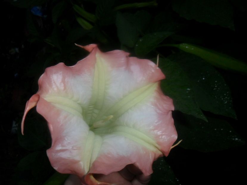  - brugmansii 2018 1
